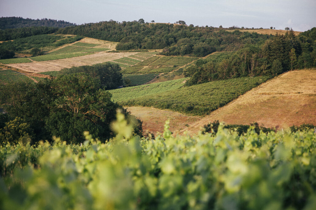 Pauline Champ — Fleur de Gamay - Élodie Daguin