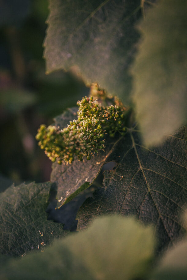 Pauline Champ — Fleur de Gamay - Élodie Daguin