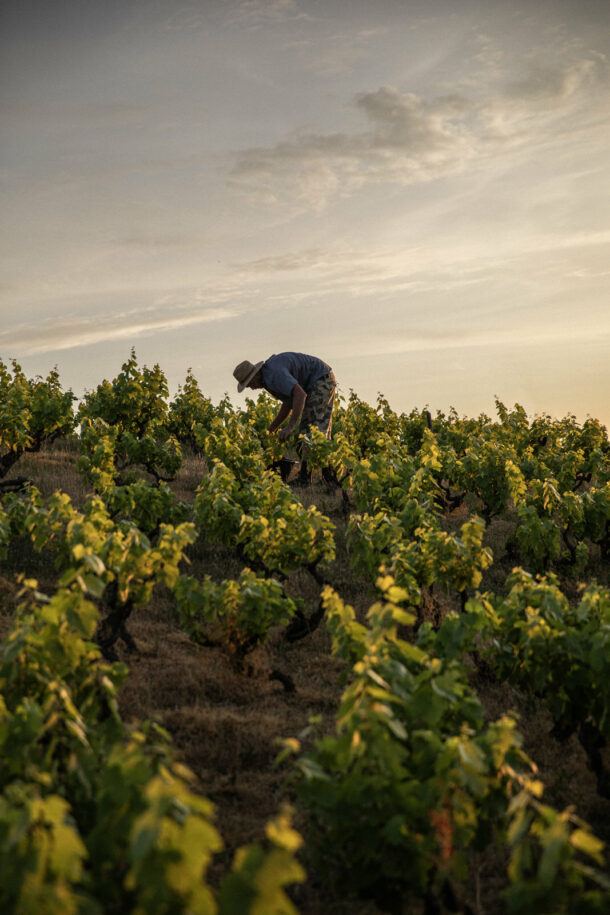 Pauline Champ — Fleur de Gamay - Élodie Daguin