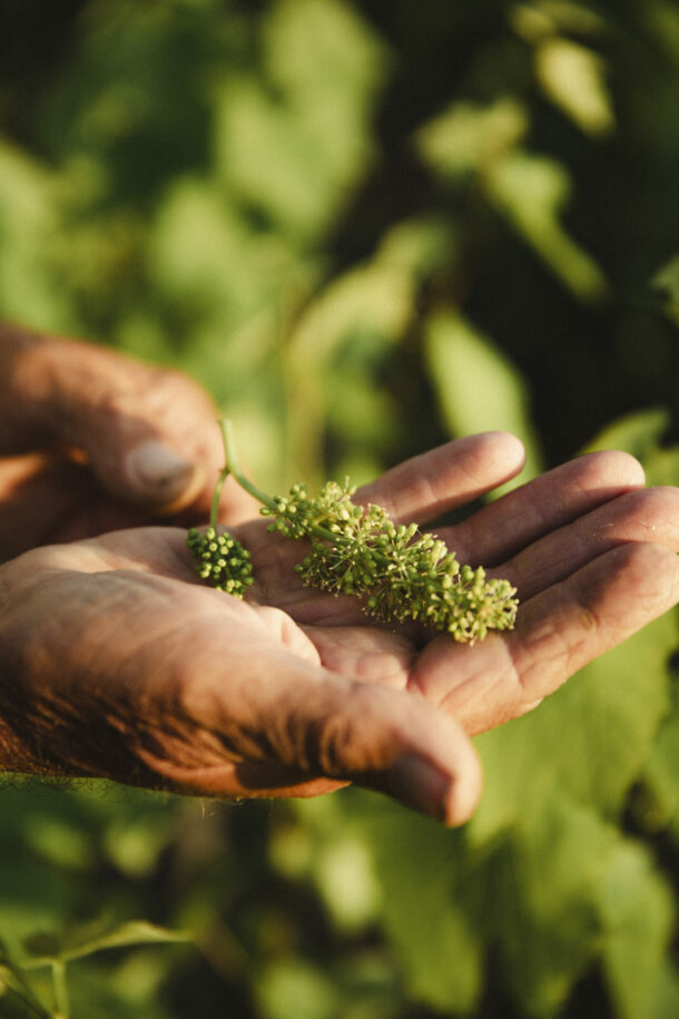 Pauline Champ — Fleur de Gamay - Élodie Daguin