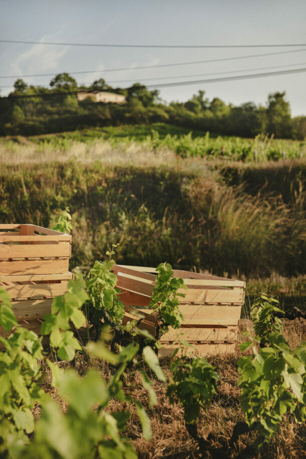 Pauline Champ — Fleur de Gamay - Élodie Daguin