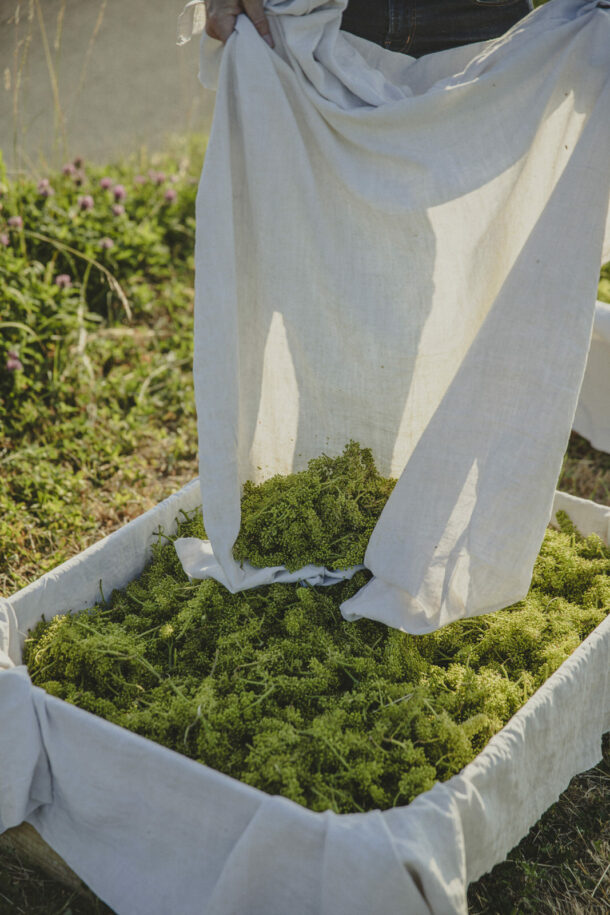 Pauline Champ — Fleur de Gamay - Élodie Daguin